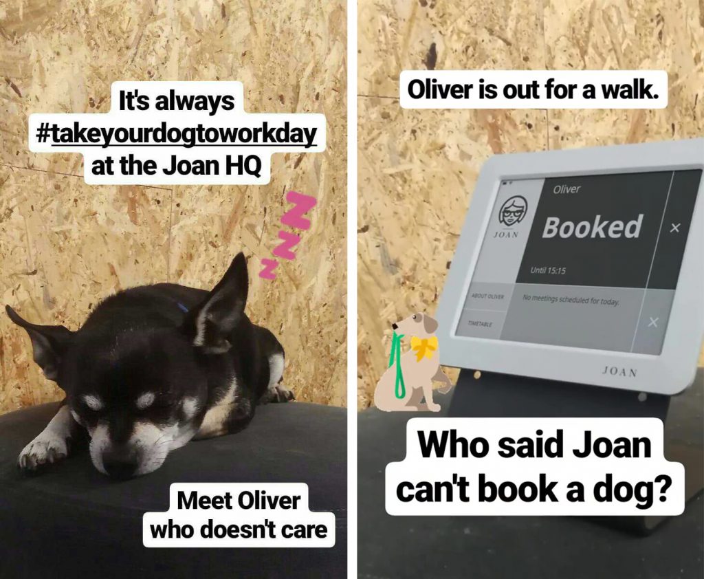 dog is booked with Joan