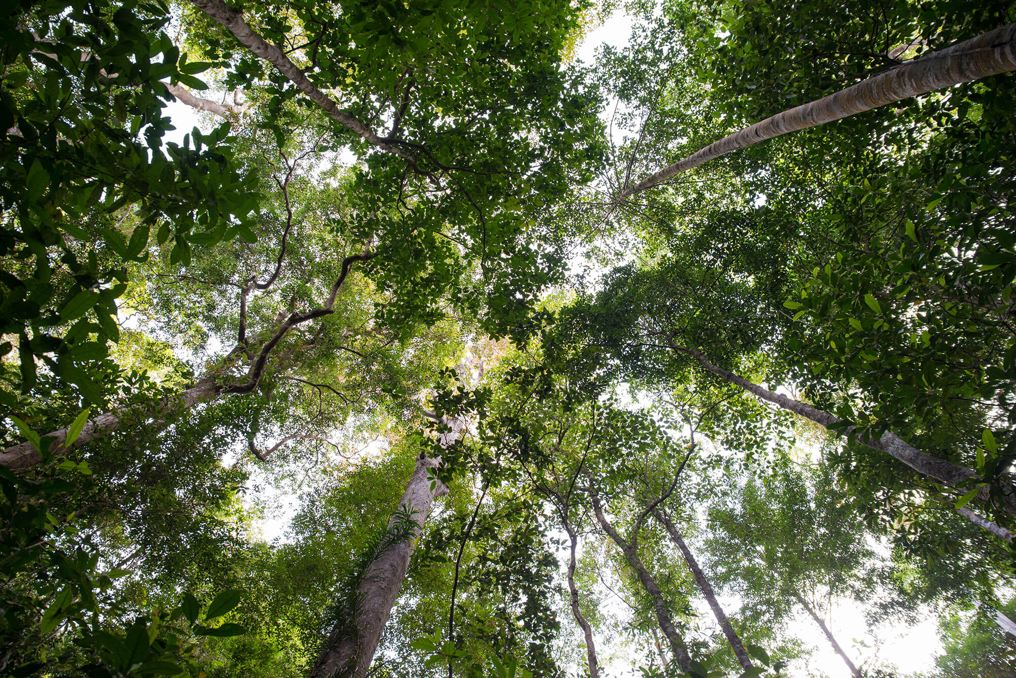 International Day of Forests with Joan